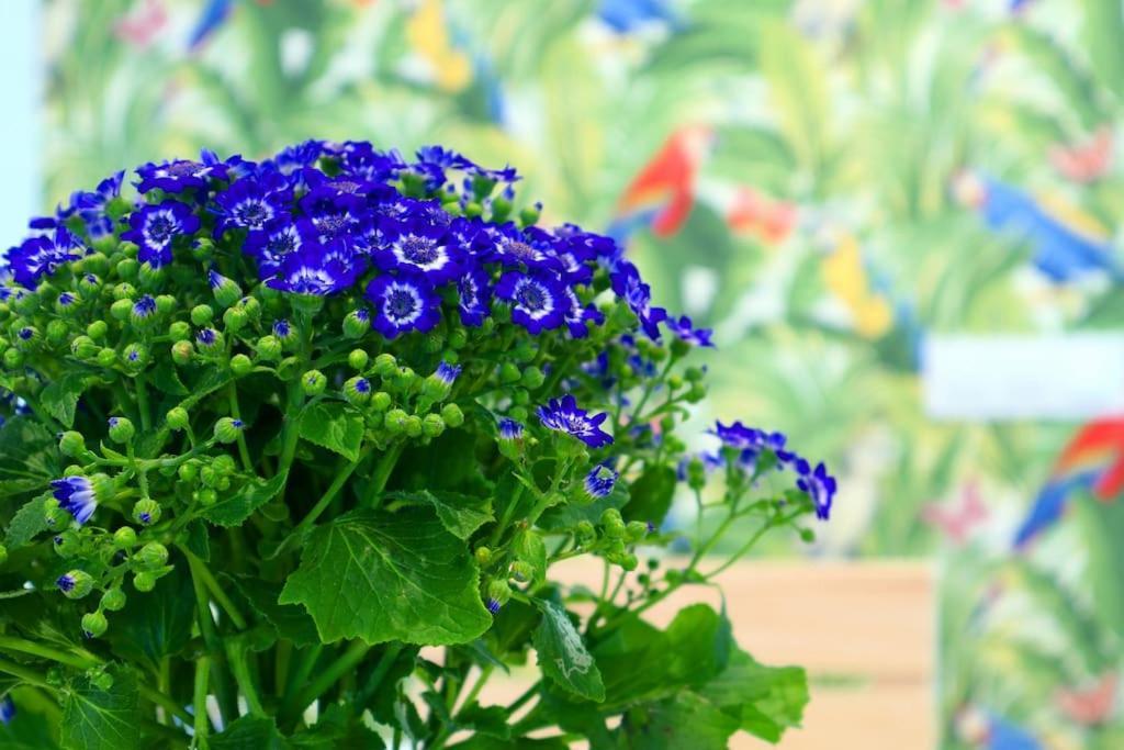 Apartamento Bonito Cordova Esterno foto